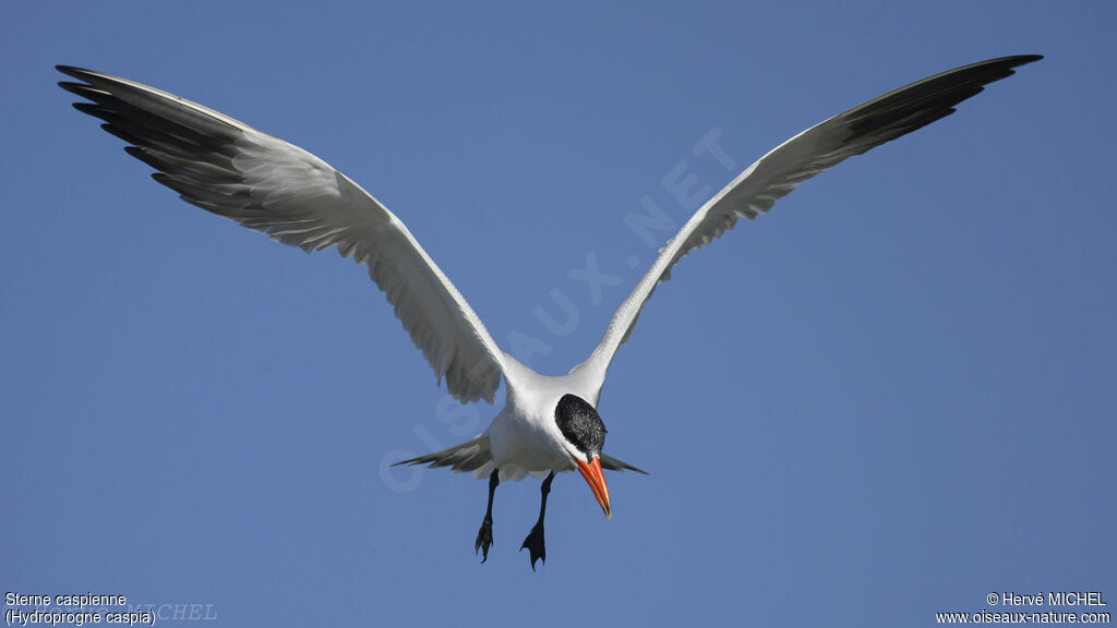 Caspian Tern