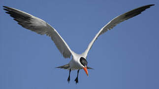 Caspian Tern