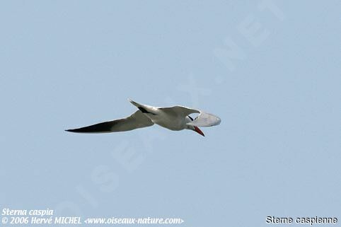 Caspian Ternadult post breeding