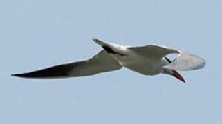 Caspian Tern