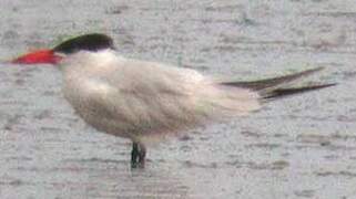 Caspian Tern