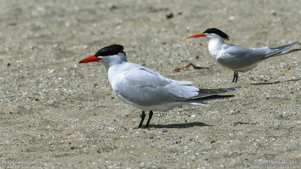 Caspian Ternadult breeding