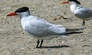 Caspian Tern