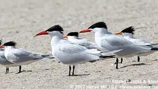 Caspian Tern