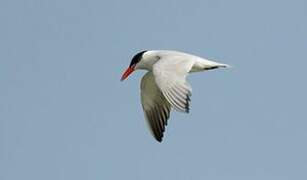 Caspian Tern