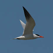 Caspian Tern