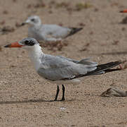 Caspian Tern