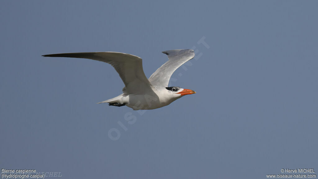 Caspian Tern