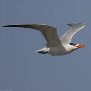 Caspian Tern