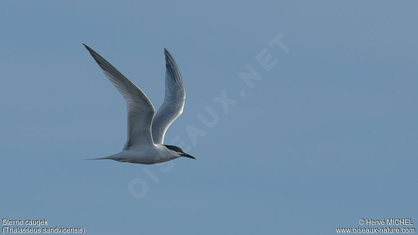 Sandwich Tern