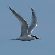 Sandwich Tern