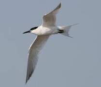 Sandwich Tern