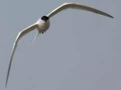 Sandwich Tern