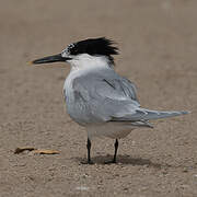 Sandwich Tern