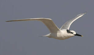 Sandwich Tern