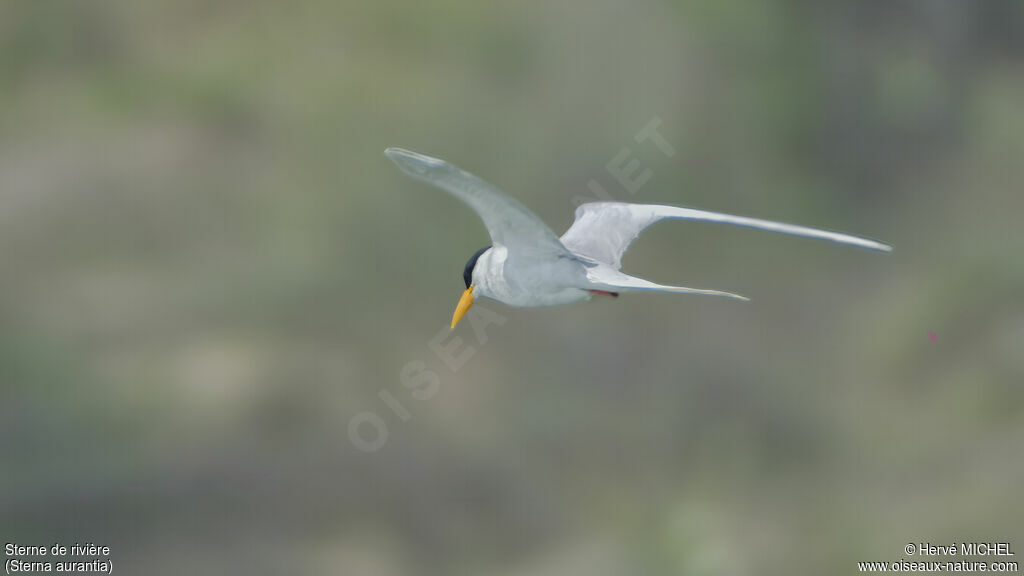 River Tern