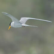 River Tern