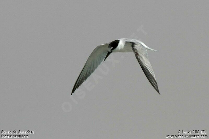 Saunders's Ternimmature, Flight