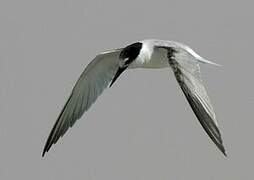 Saunders's Tern