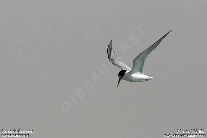 Saunders's Ternadult post breeding, Flight