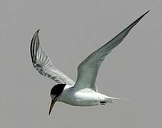 Saunders's Tern