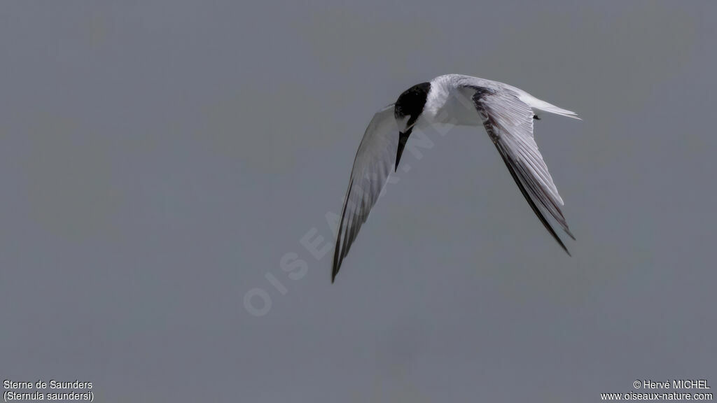 Saunders's Tern