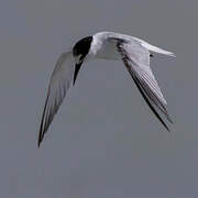 Saunders's Tern