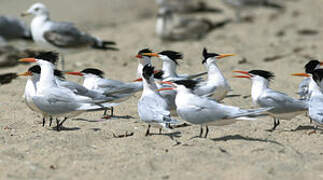 Elegant Tern