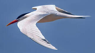 Elegant Tern