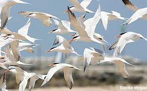 Elegant Tern