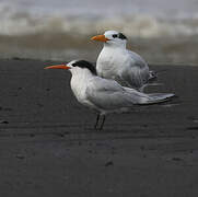 Elegant Tern