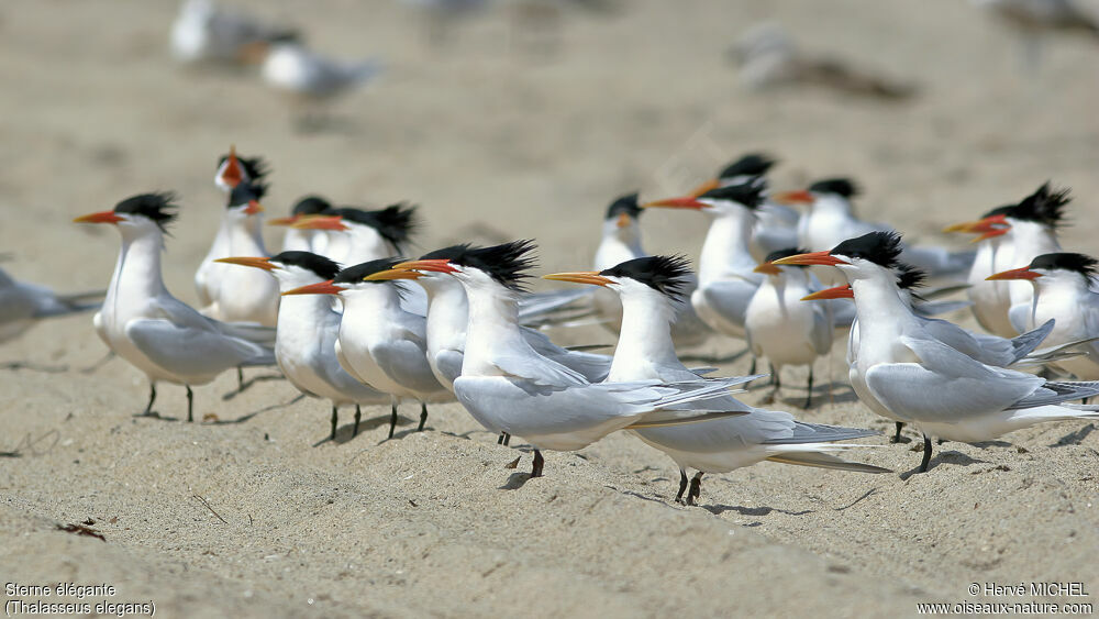 Elegant Tern