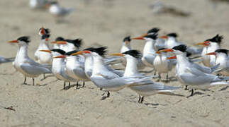 Elegant Tern