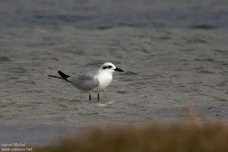 Gull-billed Ternadult post breeding, identification