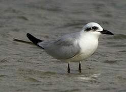 Gull-billed Tern