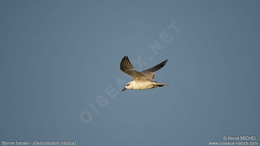 Gull-billed Tern