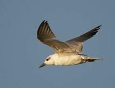 Gull-billed Tern