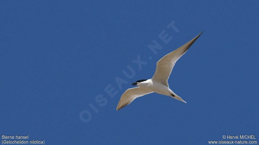 Gull-billed Ternadult