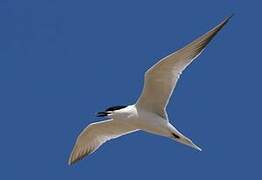 Gull-billed Tern