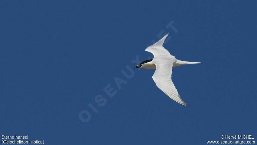 Gull-billed Tern