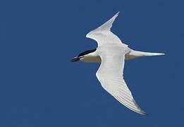 Gull-billed Tern