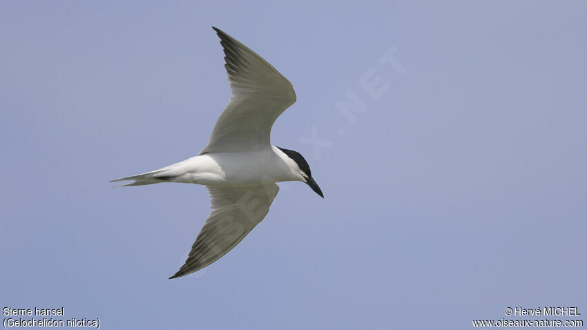 Gull-billed Ternadult breeding