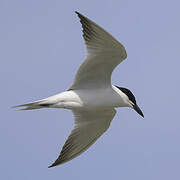 Gull-billed Tern