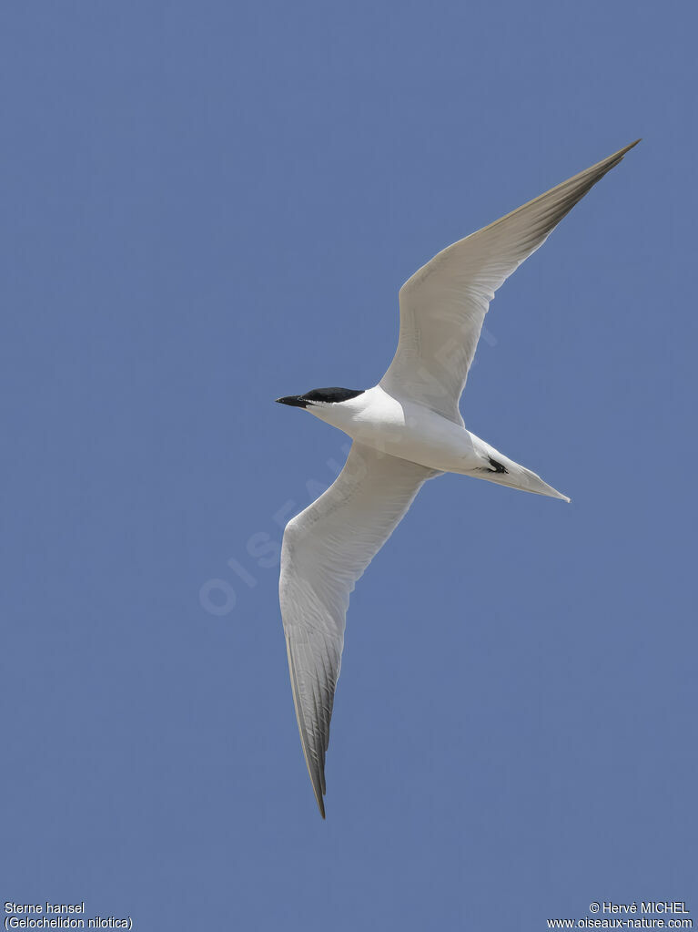 Gull-billed Tern