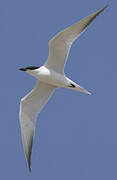 Gull-billed Tern