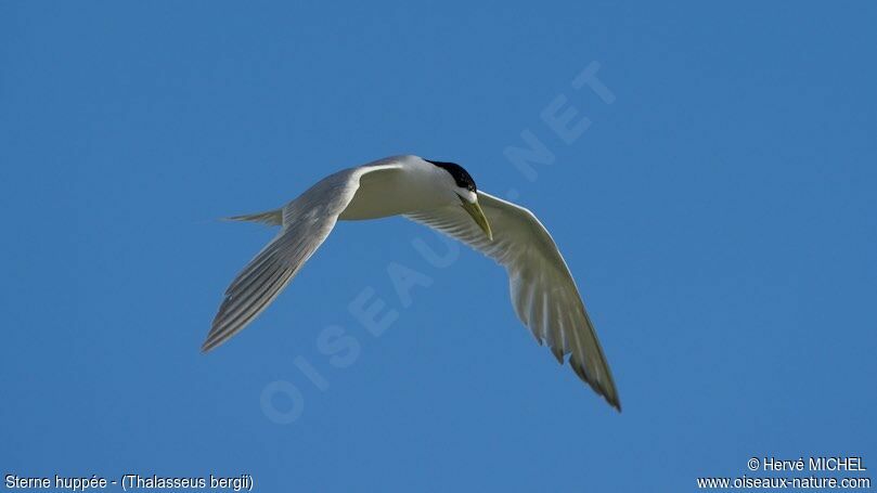 Greater Crested Tern