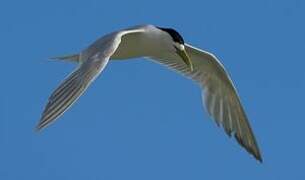 Greater Crested Tern