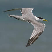 Greater Crested Tern