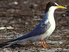 Little Tern