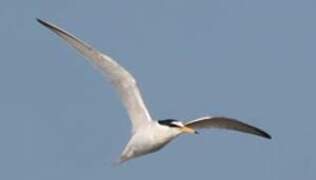 Little Tern